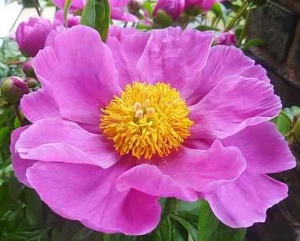 Free Pink Peony Flower photo and picture