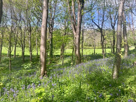 Free Bluebells Woods photo and picture