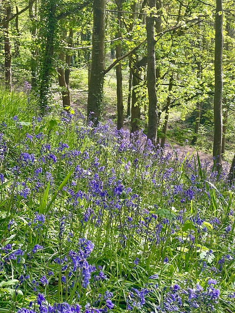 Free English Bluebells photo and picture