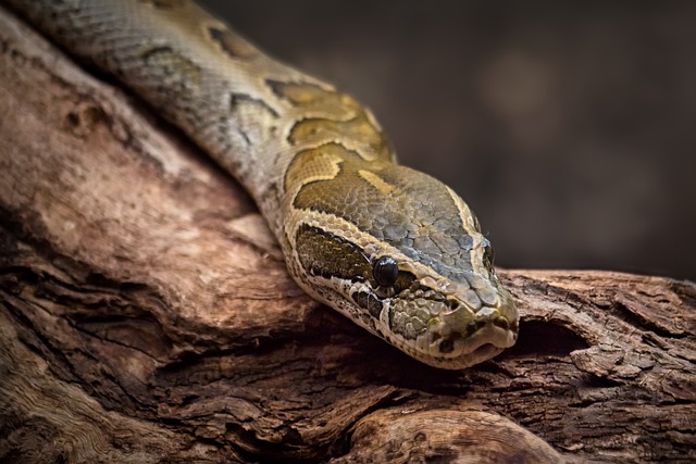 Free Python Snake photo and picture