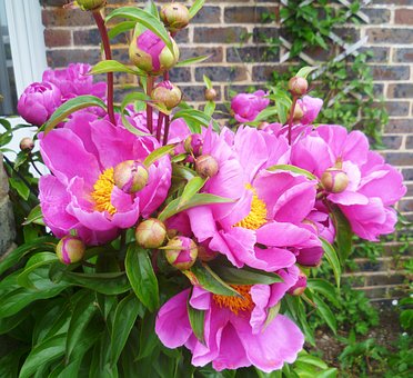 Free Pink Peony Flower photo and picture