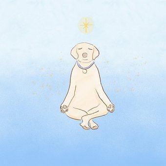 Free Dog Meditation photo and picture