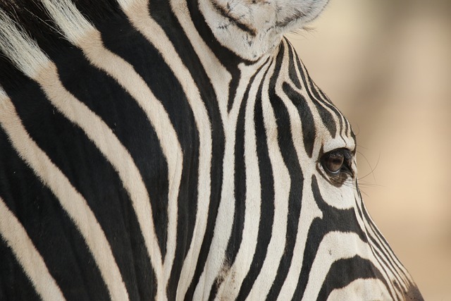 Free Zebra Nature photo and picture