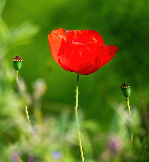 Free Poppy Nature photo and picture