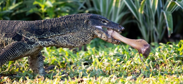 Free Monitor Reptile photo and picture