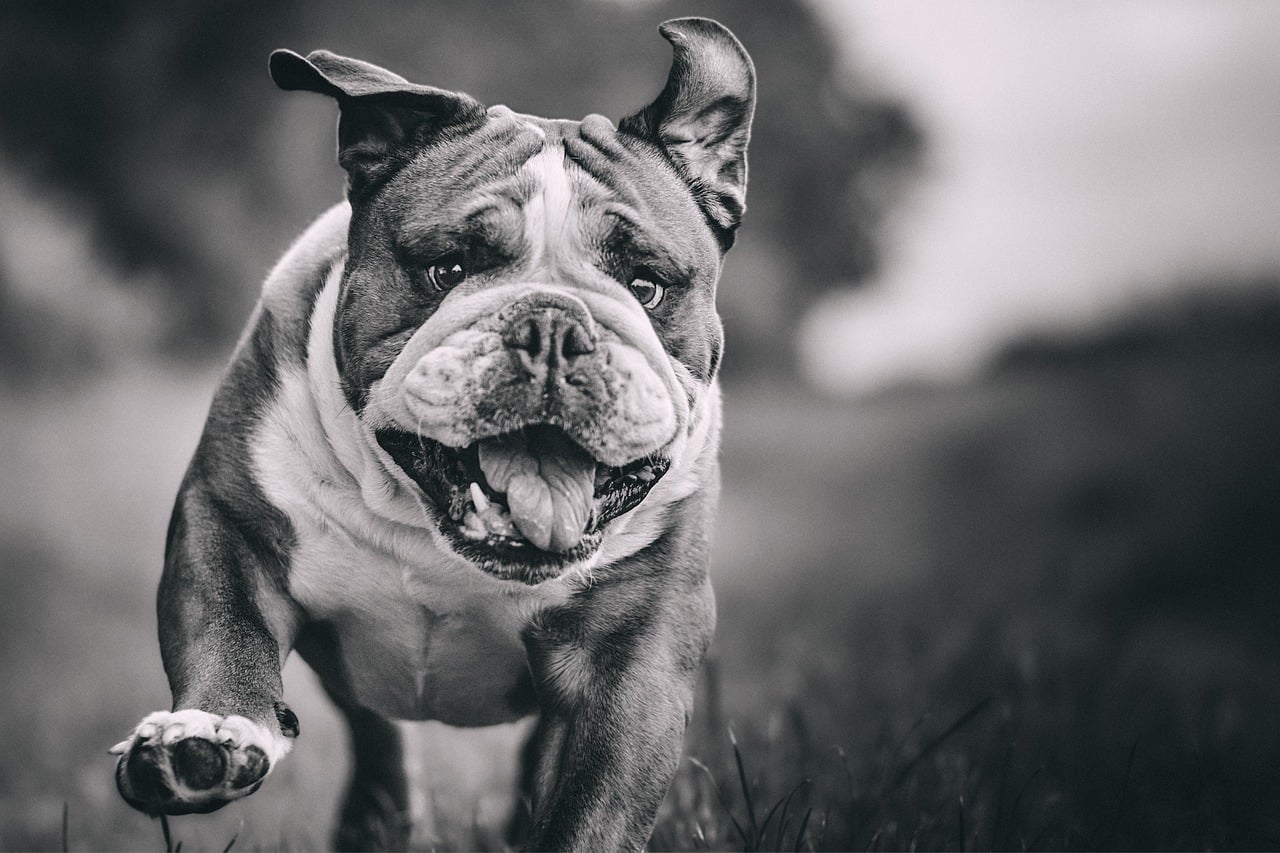 Bulldog - free online jigsaw puzzle photo