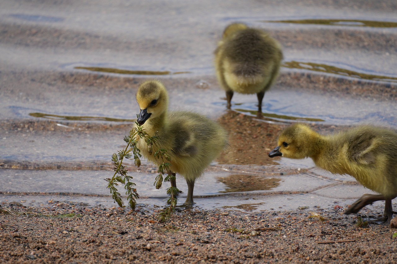 Free Goslings Lake photo and picture