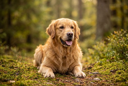 Free Golden Retriever Dog photo and picture