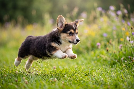 Free Puppy Dog photo and picture
