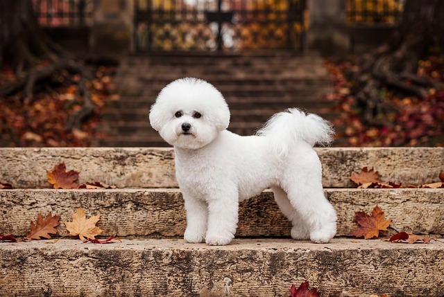 Free White Dog Bichon photo and picture