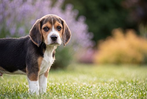 Free Puppy Beagle photo and picture