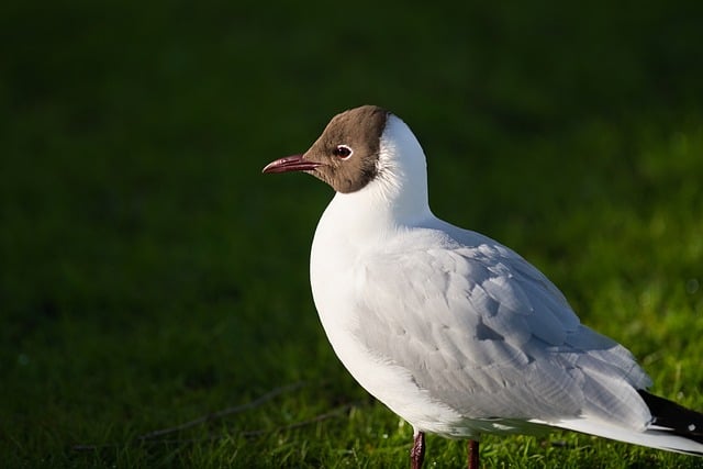 Bird Side 40,000+ Free Bird Side View & Nature Images - Pixabay