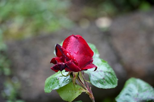 Rosa, Flor, Gotículas, Vermelho