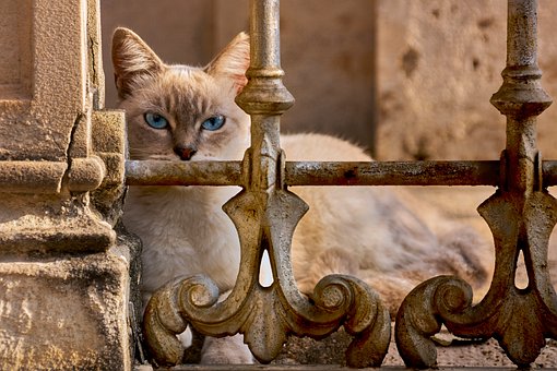 Katze, Blaue Augen, Gittertor, Haustier