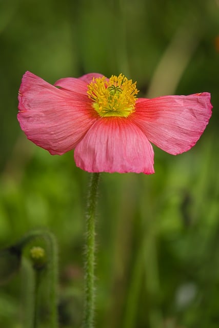 Free Poppy Flower photo and picture