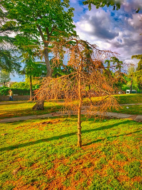 Free Tree Foliage photo and picture