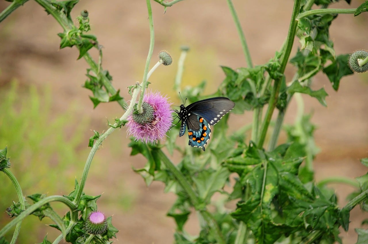 Butterfly - free online jigsaw puzzle photo
