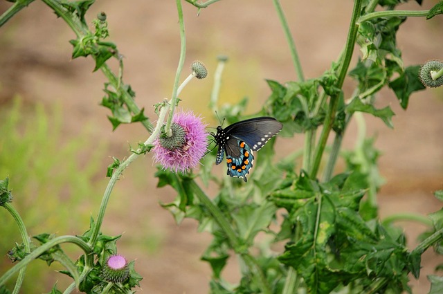Butterfly Insect Nature - Free photo on Pixabay