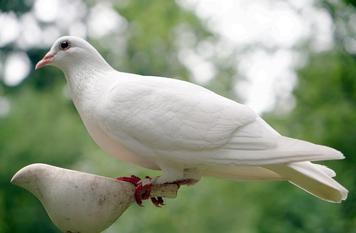 Paloma, Pacífico, Naturaleza