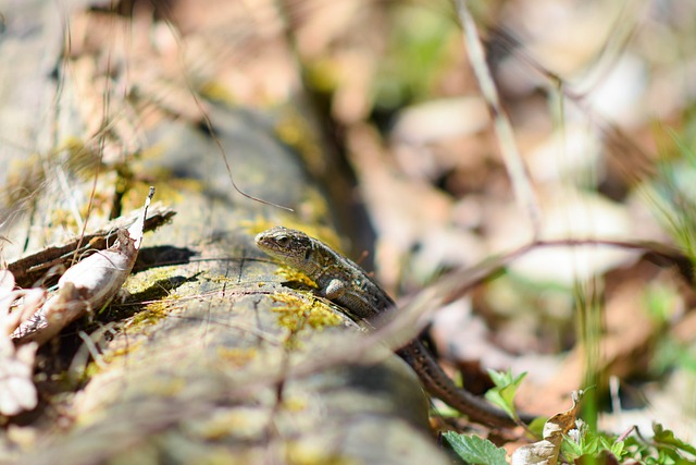Ještěrka, Reptil, Příroda, Zvíře, Divoký