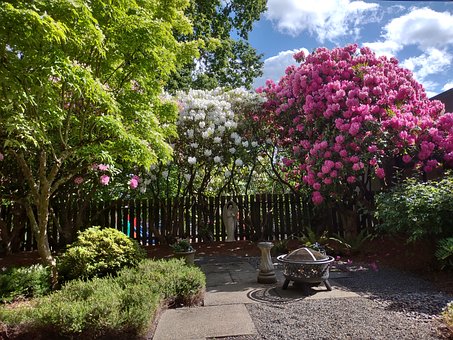 Free Rhododendron White Flower photo and picture