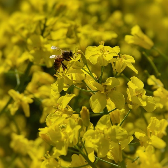 Free Rapeseed Field photo and picture