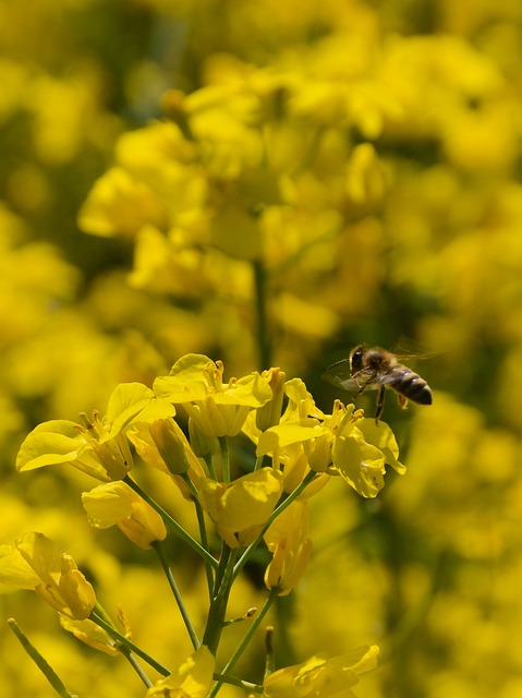 Free Rapeseed Field photo and picture