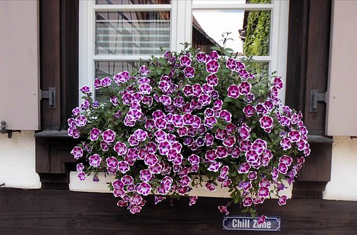 Free Window Flowers photo and picture