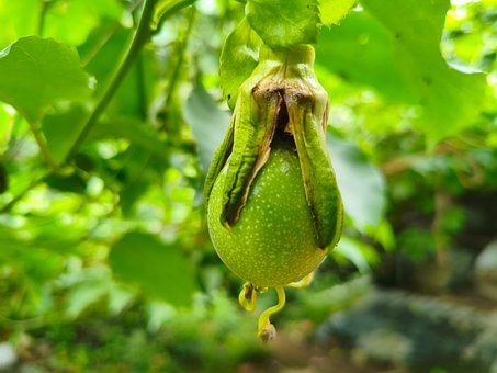 Passionsfrucht, Frucht, Blume, Tropisch