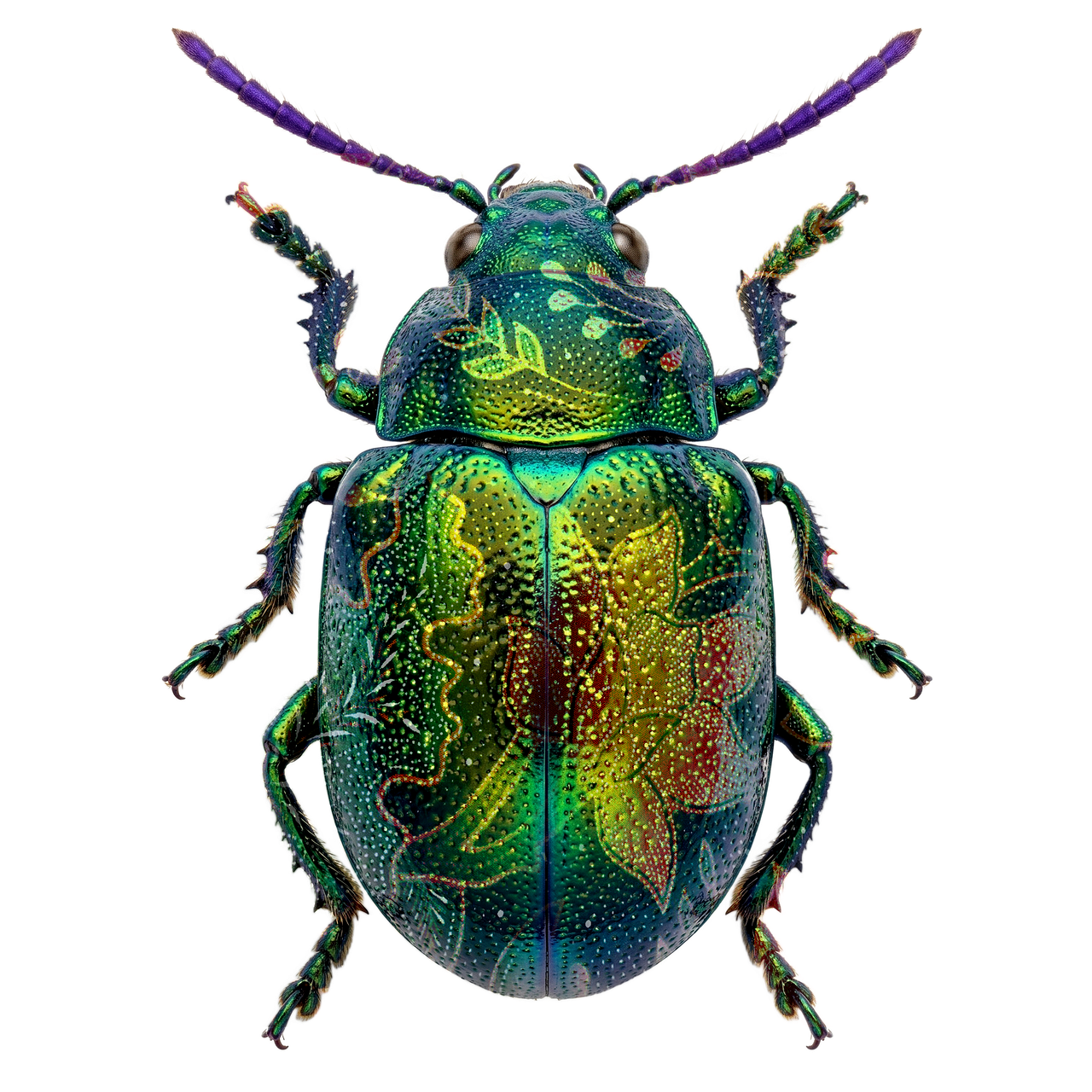 Beetle - free online jigsaw puzzle photo