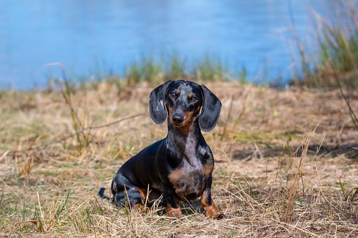 Free Dog Dachshund photo and picture