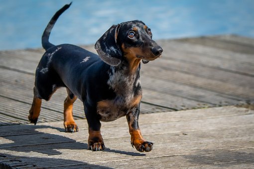 Free Dog Dachshund photo and picture