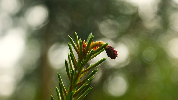 Kogle, Nåletræ, Grøn, Natur, Skov, Forår