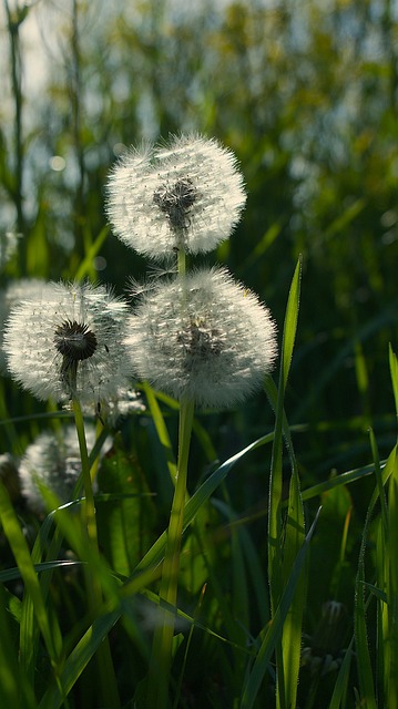 Mælkebøtte, Frø, Grøn, Blomst, Sollys
