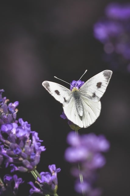Schmetterling, Sommer, Lavendel, Flügel