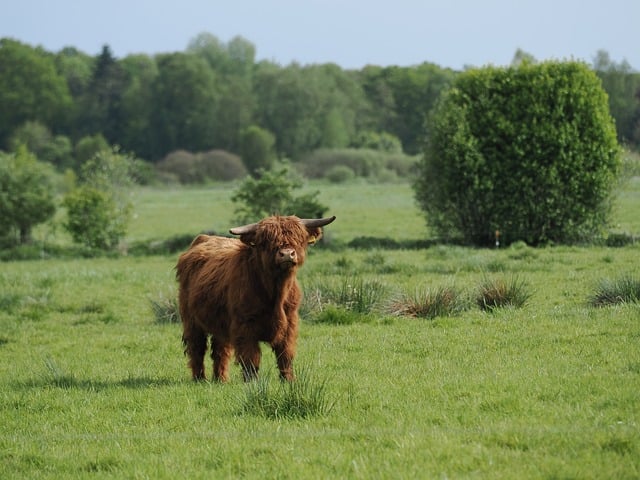 Koe, Natuur, Dier, Weide, Landbouw