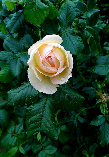 Rose, Tropfen, Grün, Blätter, Natur