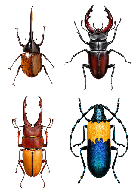 Käfer, Natur, Entomologie, Sammlung
