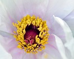 Random: peony, macro, yellow stamens, white flower, seasonal flowers, garden, beauty, nature, botany, detail, close-up, pollen, nature photography, flower center, delicacy, harmony, light, artistic, natural beauty, petal