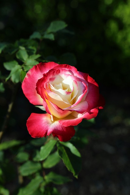 Free Rose Red photo and picture
