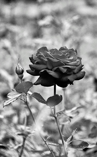 Free Rose Black And White photo and picture