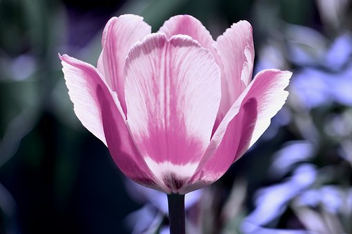 Free Flower Tulip photo and picture