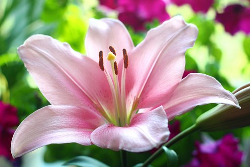 Free Flower Lily photo and picture