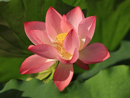 Free Flower Lotus Flower photo and picture