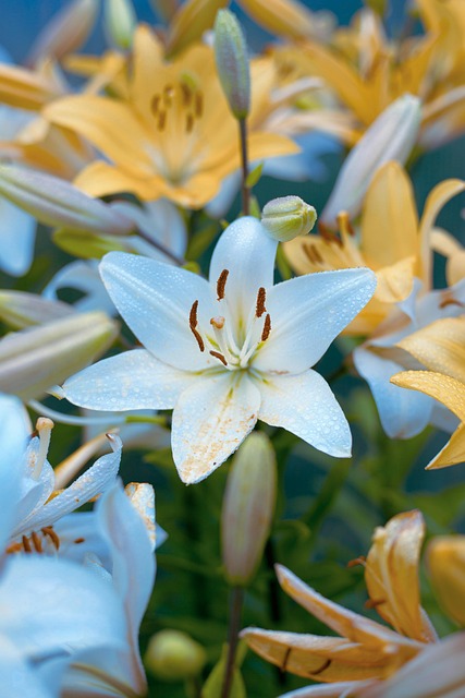 Free Flower Lily photo and picture