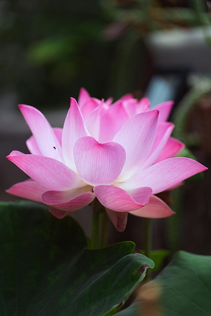 Free Pink Lotus photo and picture