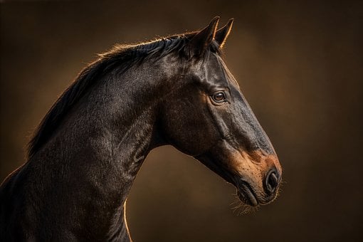 Free Horse Portrait photo and picture