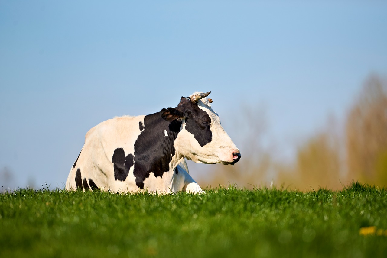 Cow - free online jigsaw puzzle photo
