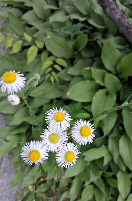 Flor, Flor Selvagem, Folha, Natureza
