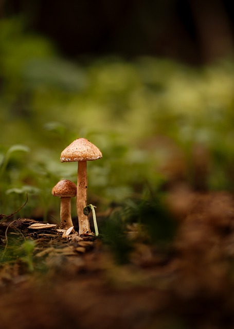 Paddenstoelen, Bos, Natuur, Groen, Zomer